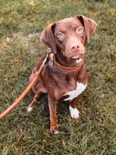 brown and white short coated dog sitting on green grass during daytime