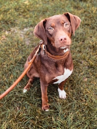 brown and white short coated dog sitting on green grass during daytime