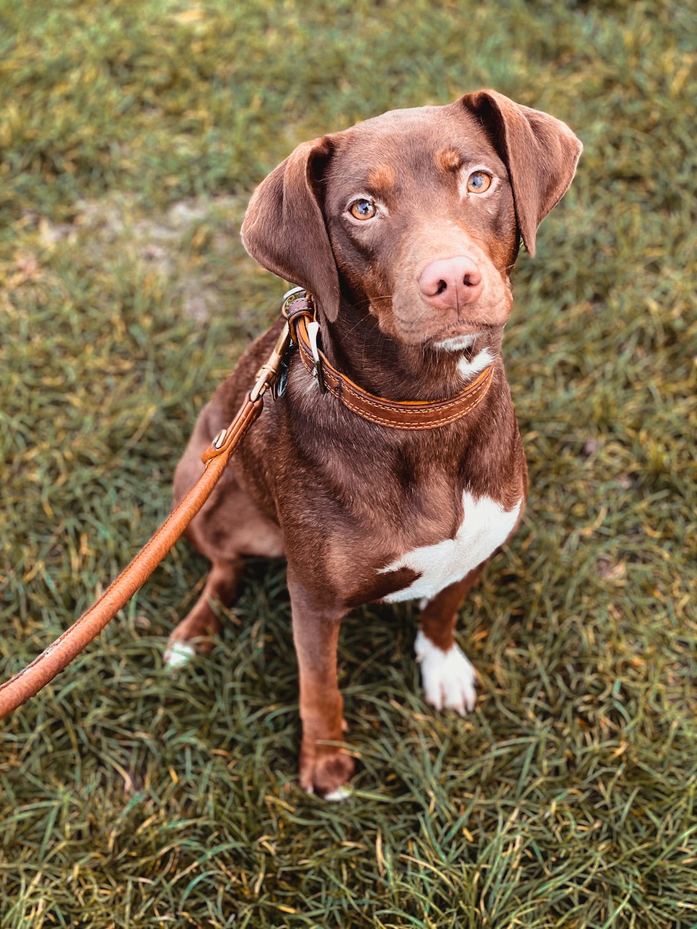 cane a pelo corto marrone e bianco che si siede sull'erba verde durante il giorno