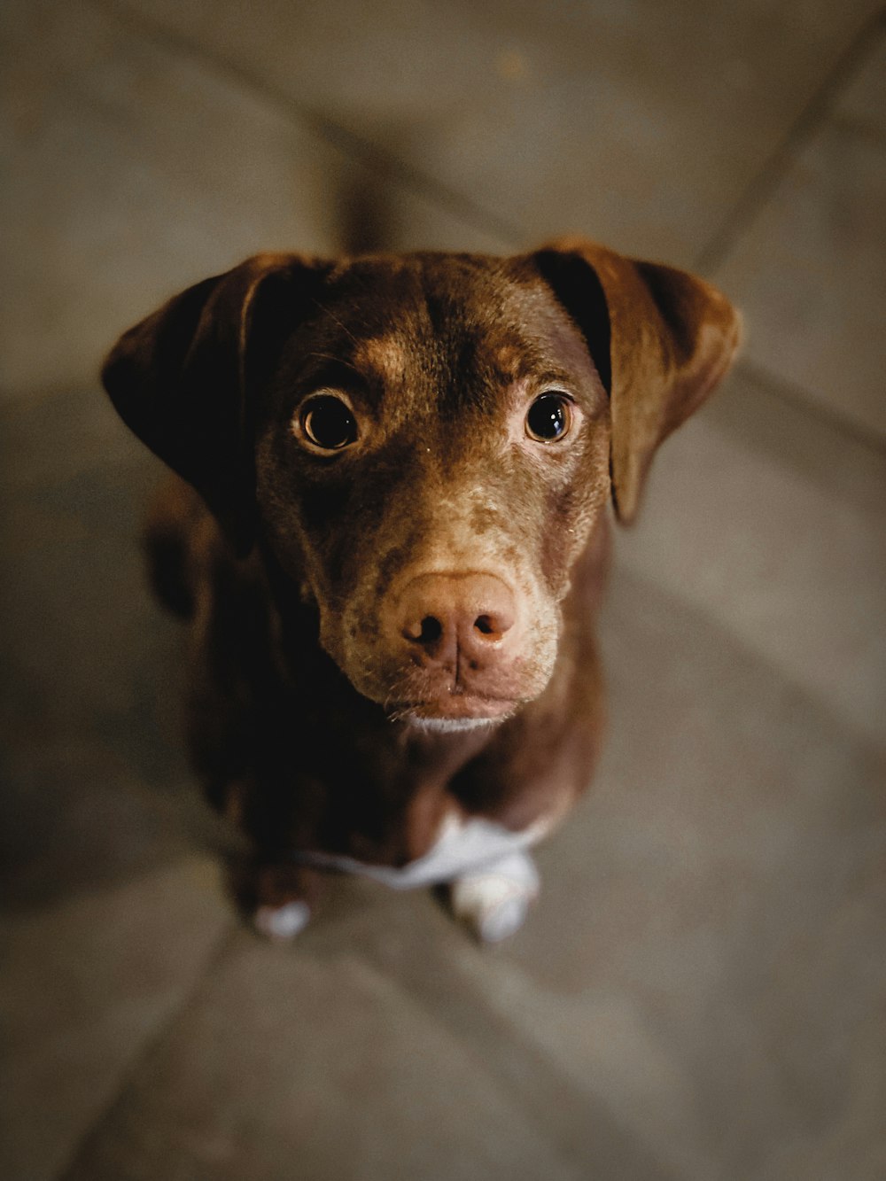 brown short coated dog sitting on floor