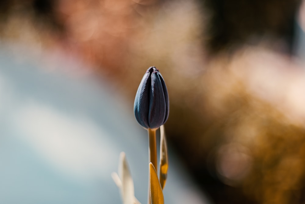 blue flower bud in close up photography