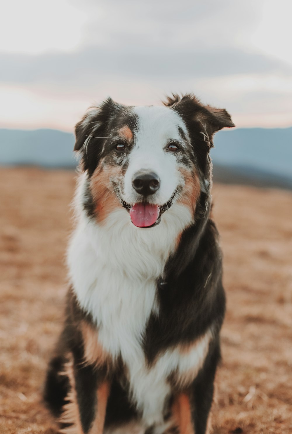 black white and brown border collie