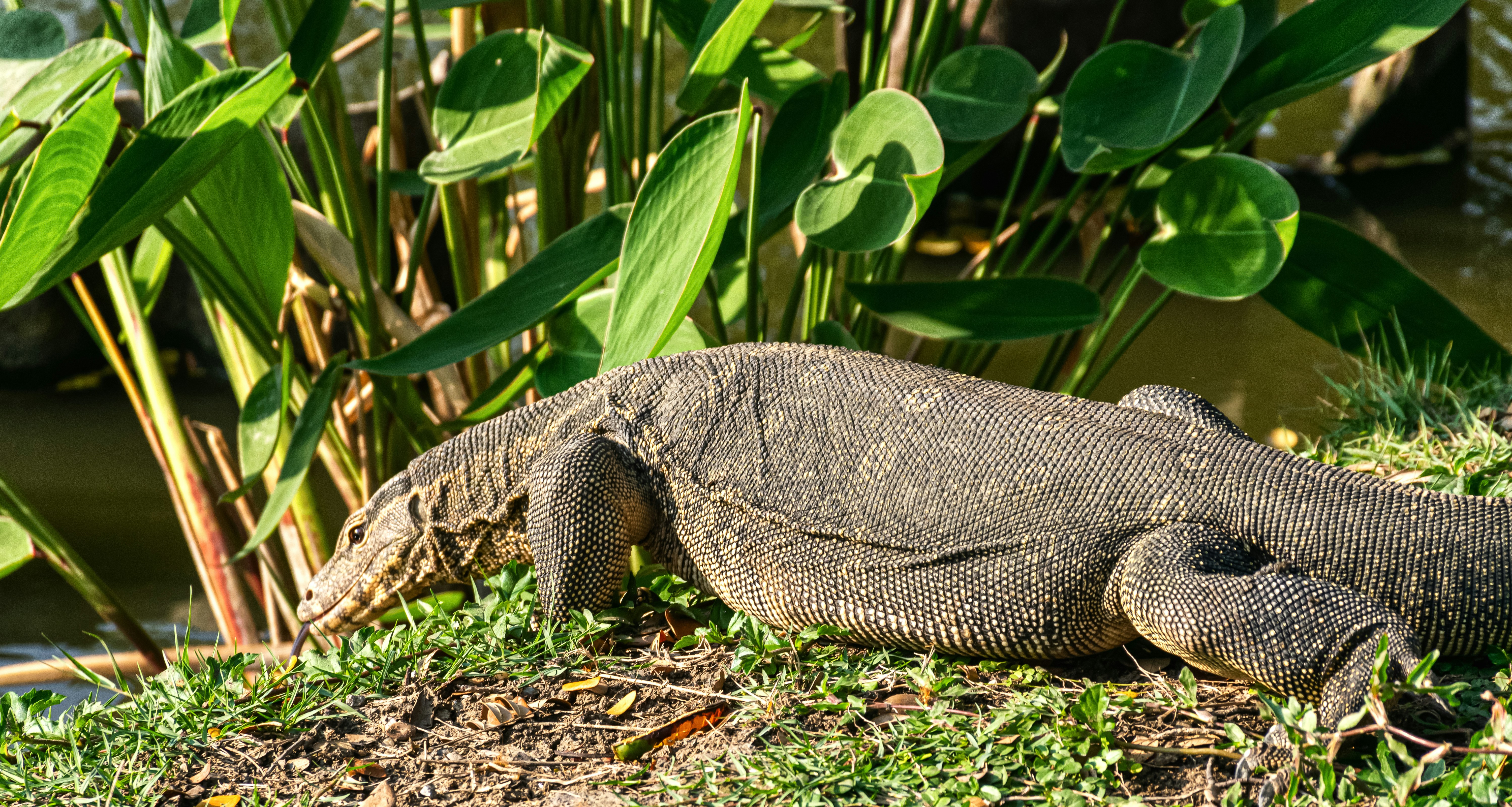 gray and black lizard on green grass