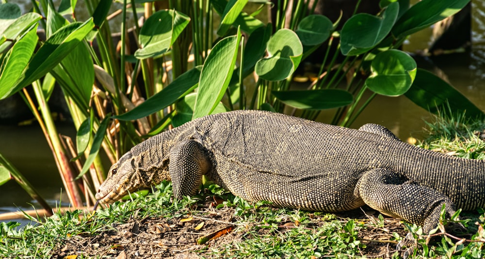 gray and black lizard on green grass