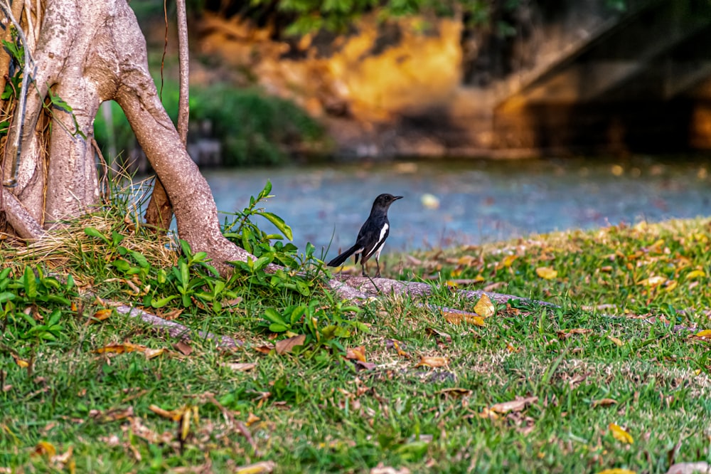 pássaro preto no galho da árvore perto do corpo de água durante o dia