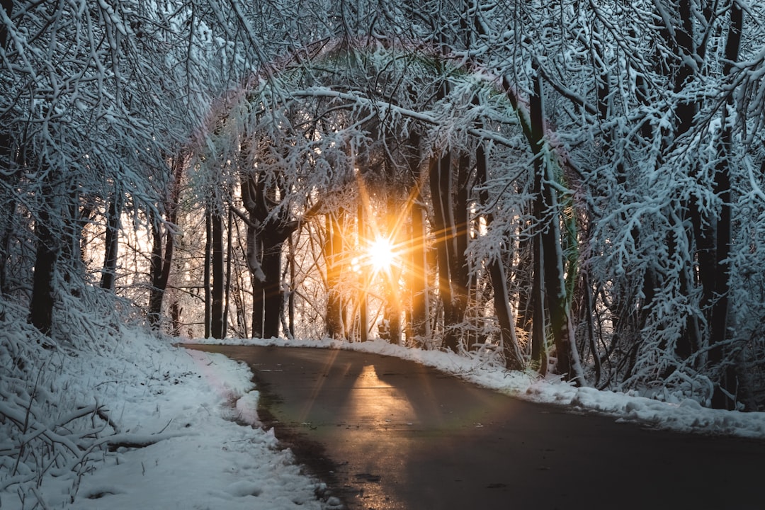 snow covered road between bare trees during daytime