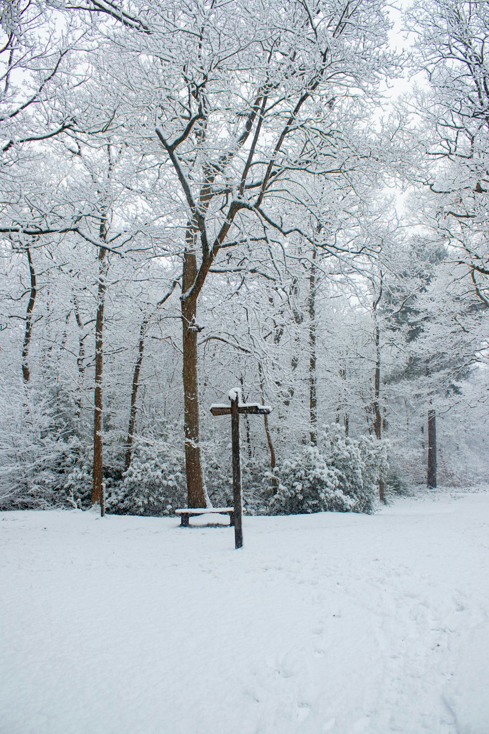 brown bare trees covered with snow during daytime