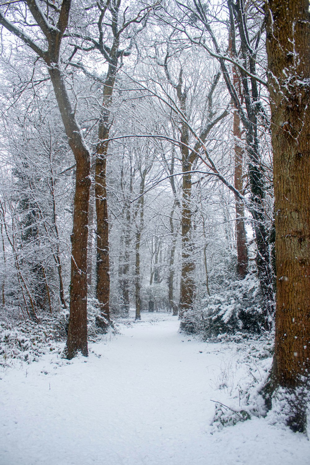 brown bare trees on snow covered ground during daytime