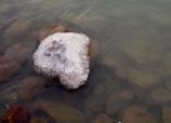 A partially submerged rock is covered with a thick layer of ice, sitting in calm water. The surface of the ice has a rough texture, creating a natural, crystalline appearance.