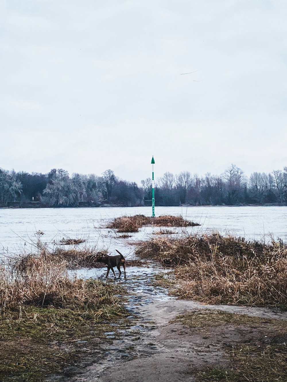 brown horse on river during daytime