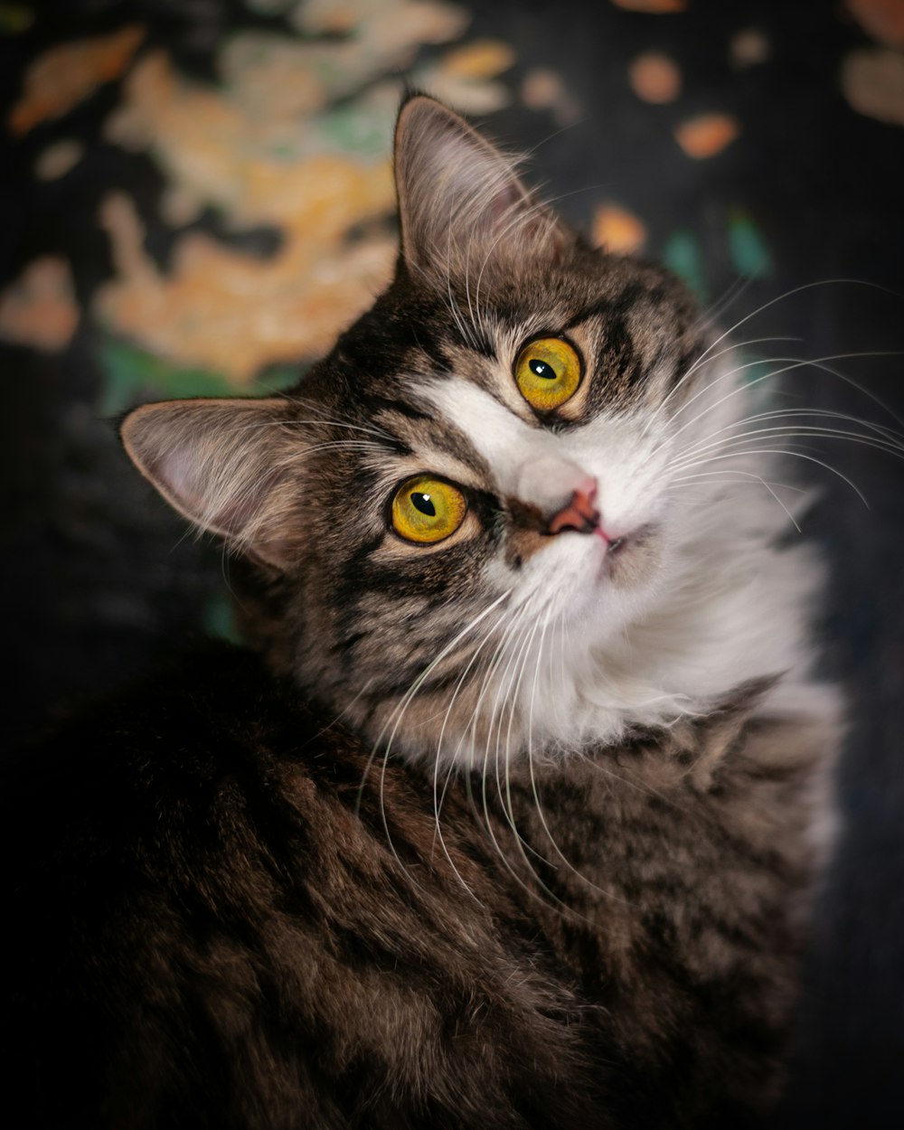 gato preto e branco na fotografia de perto