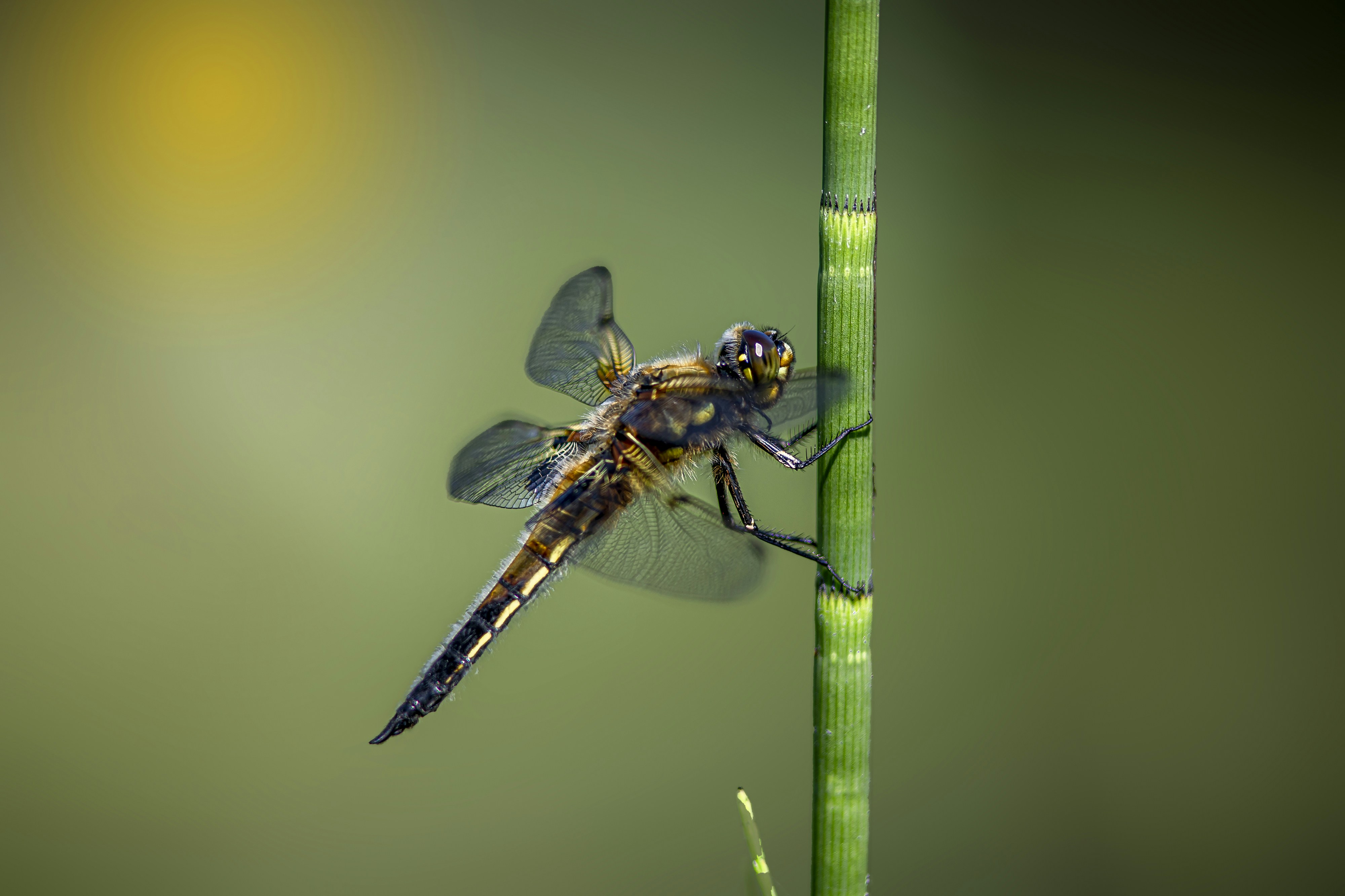 Photo by erik_karits