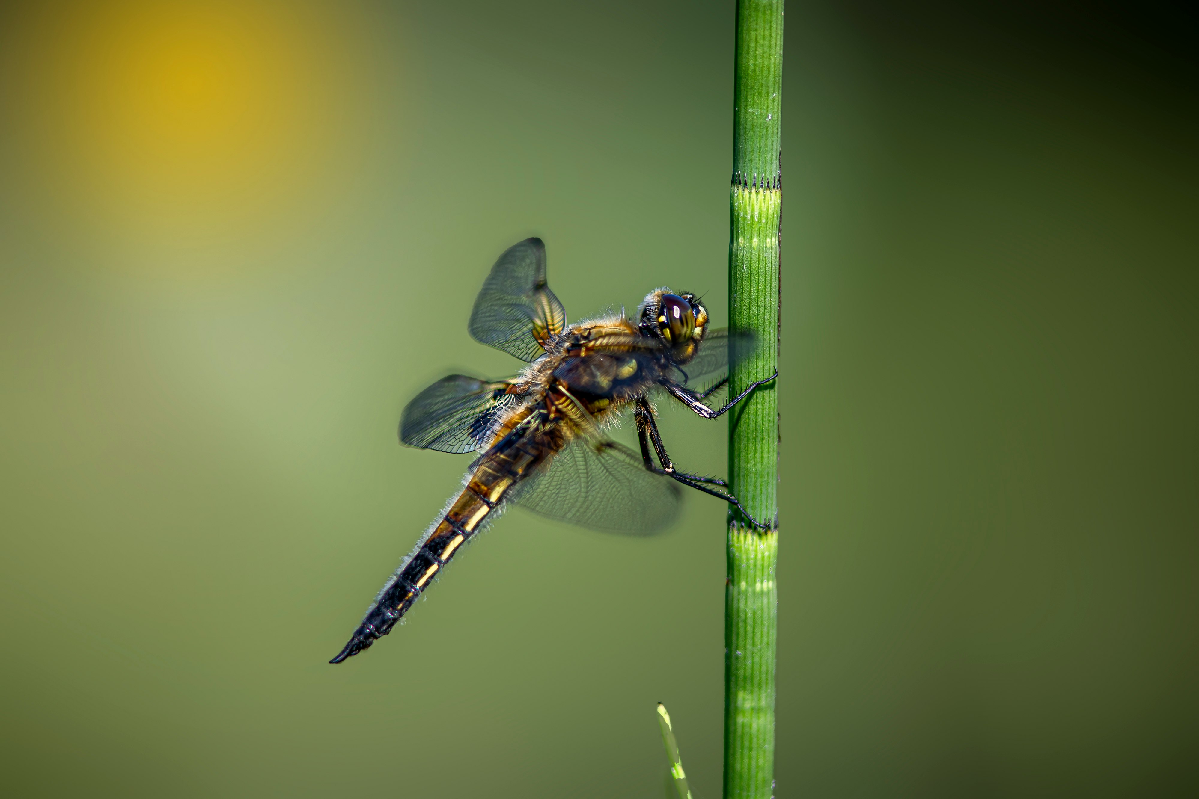 blue and black dragonfly perched on green stem in close up photography during daytime