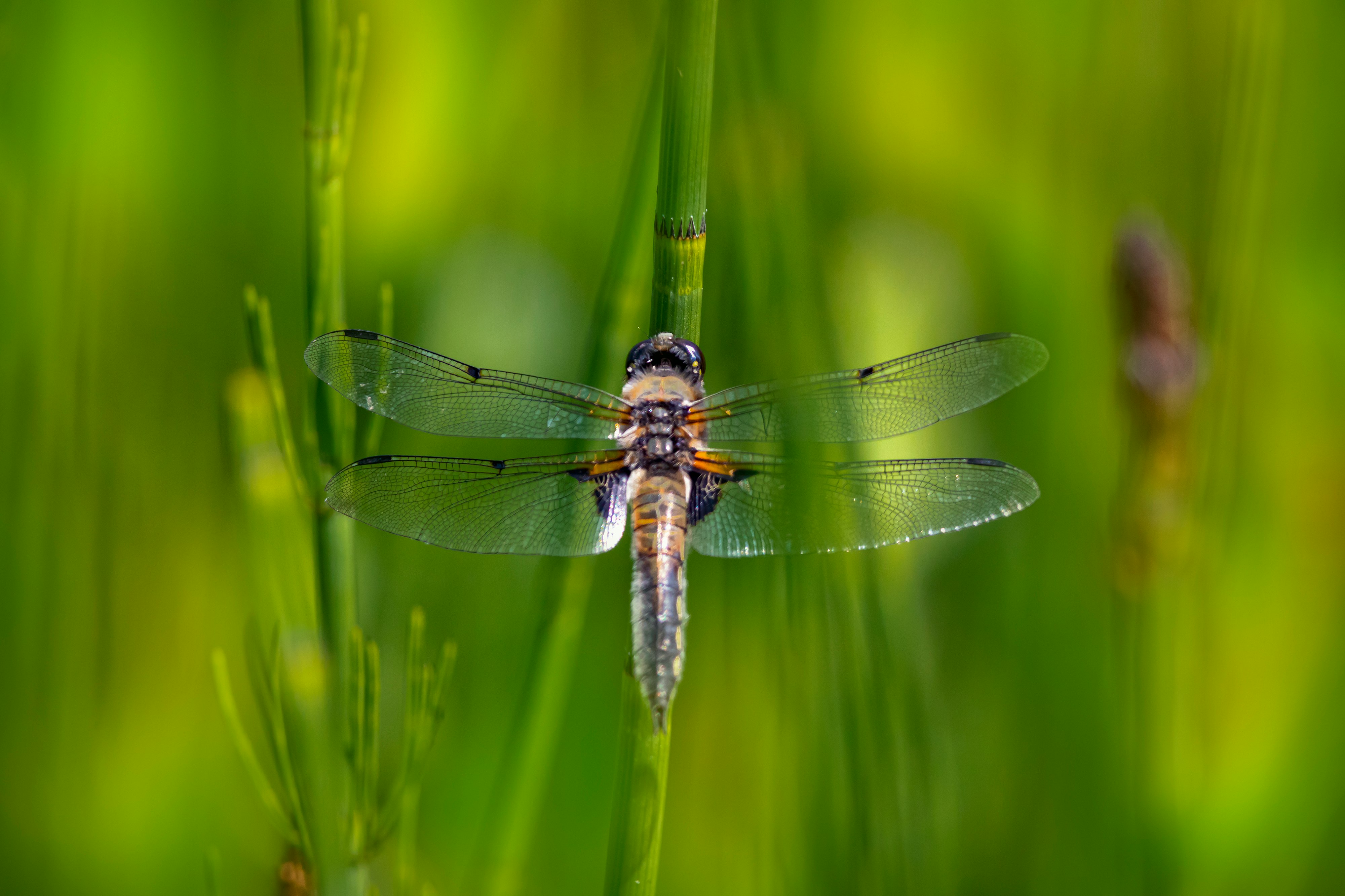 blue and white dragonfly perched on green leaf in close up photography during daytime