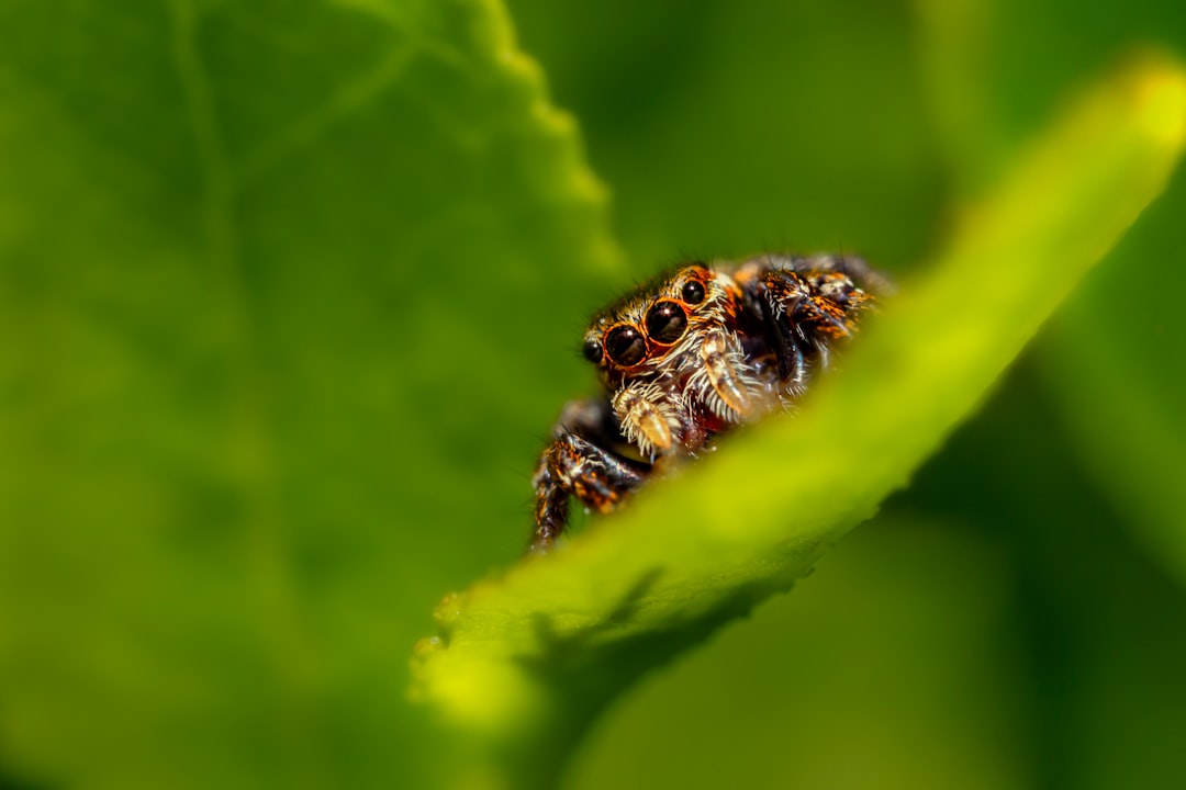 brown and black spider on green leaf