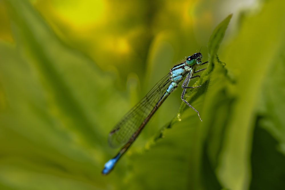 blue damselfly perched on green leaf in close up photography during daytime