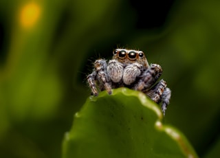 brown jumping spider on green leaf