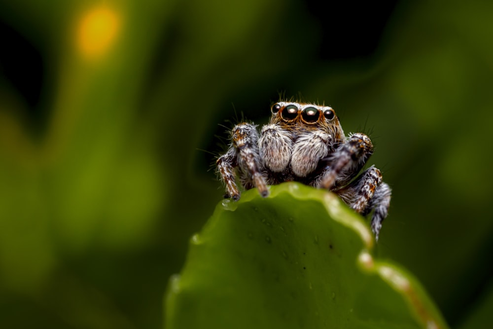 brown jumping spider on green leaf