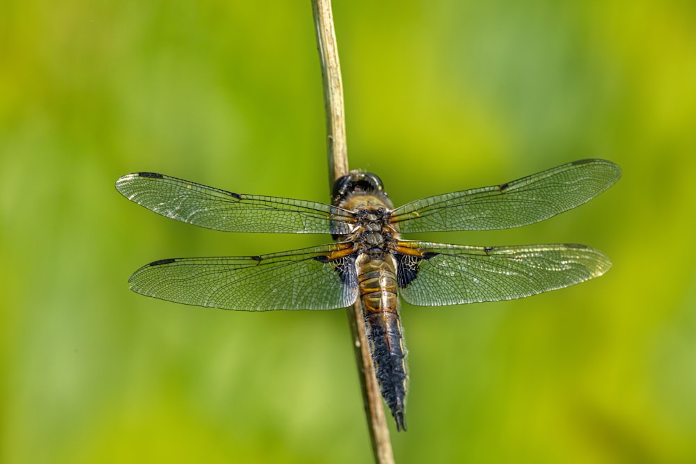 blue and brown dragonfly perched on brown stick in close up photography during daytime