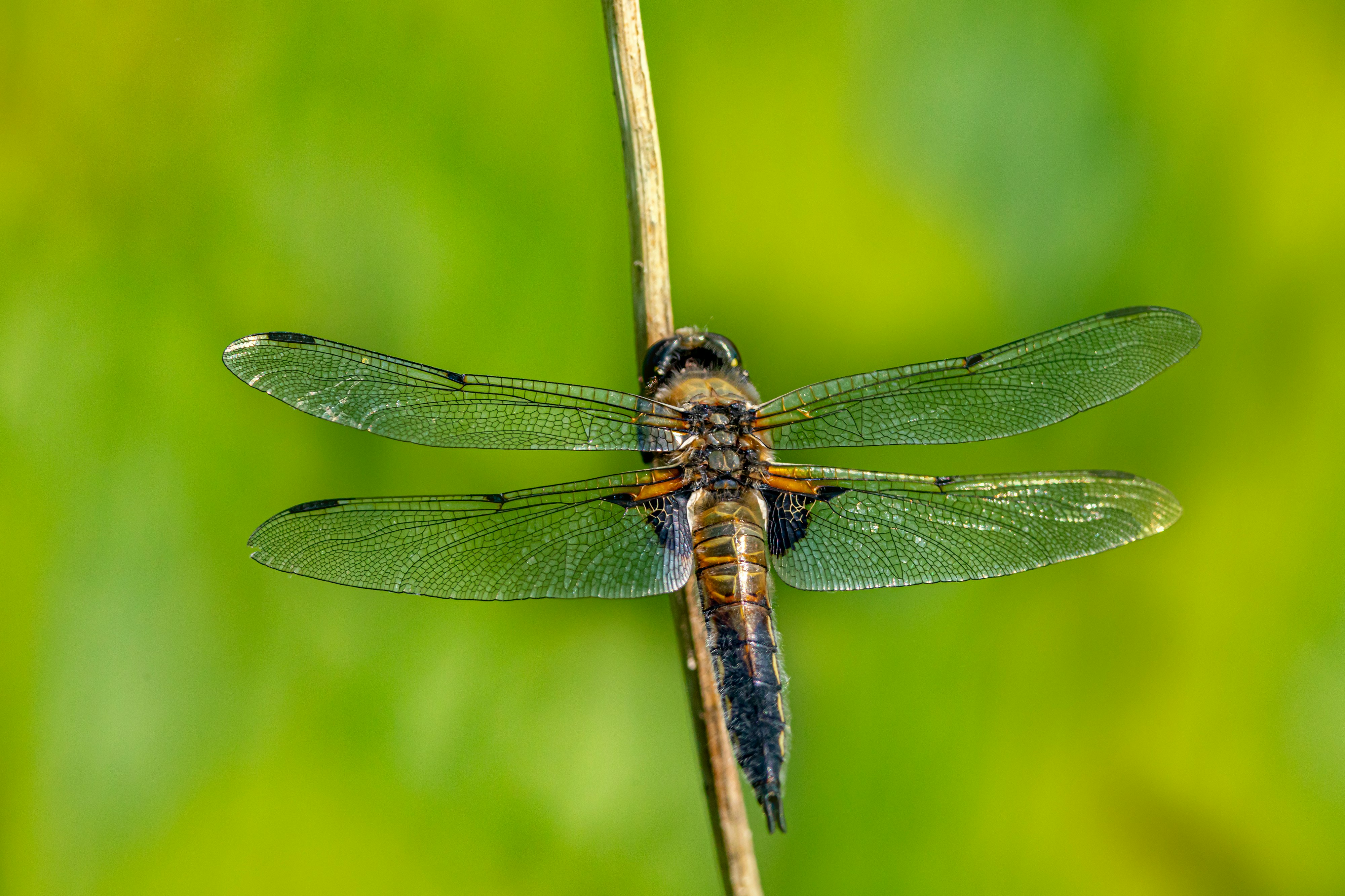 blue and brown dragonfly perched on brown stick in close up photography during daytime