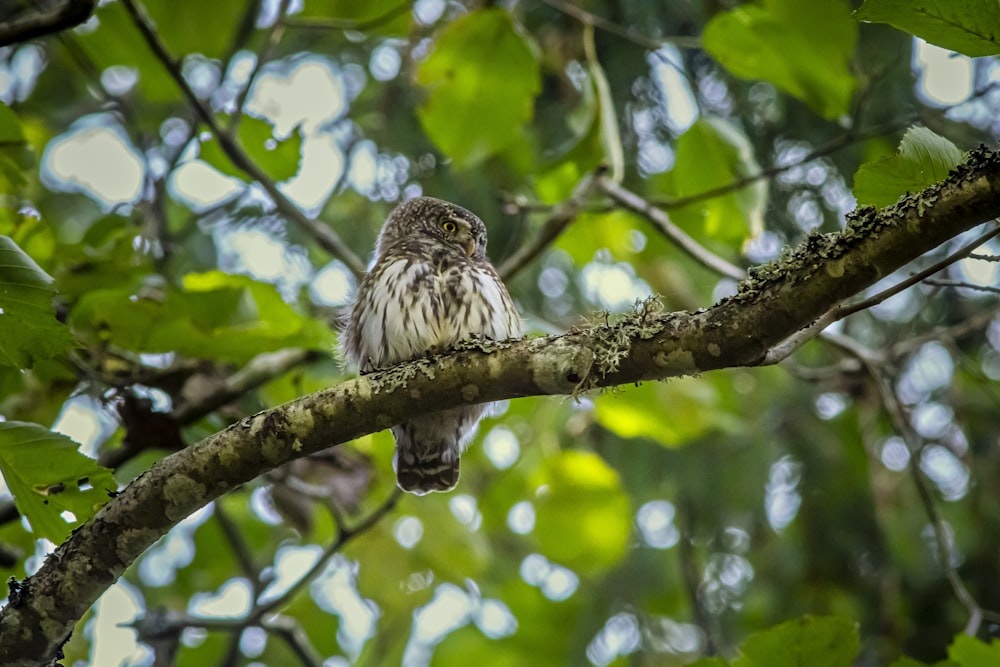 white and brown owl on tree branch during daytime