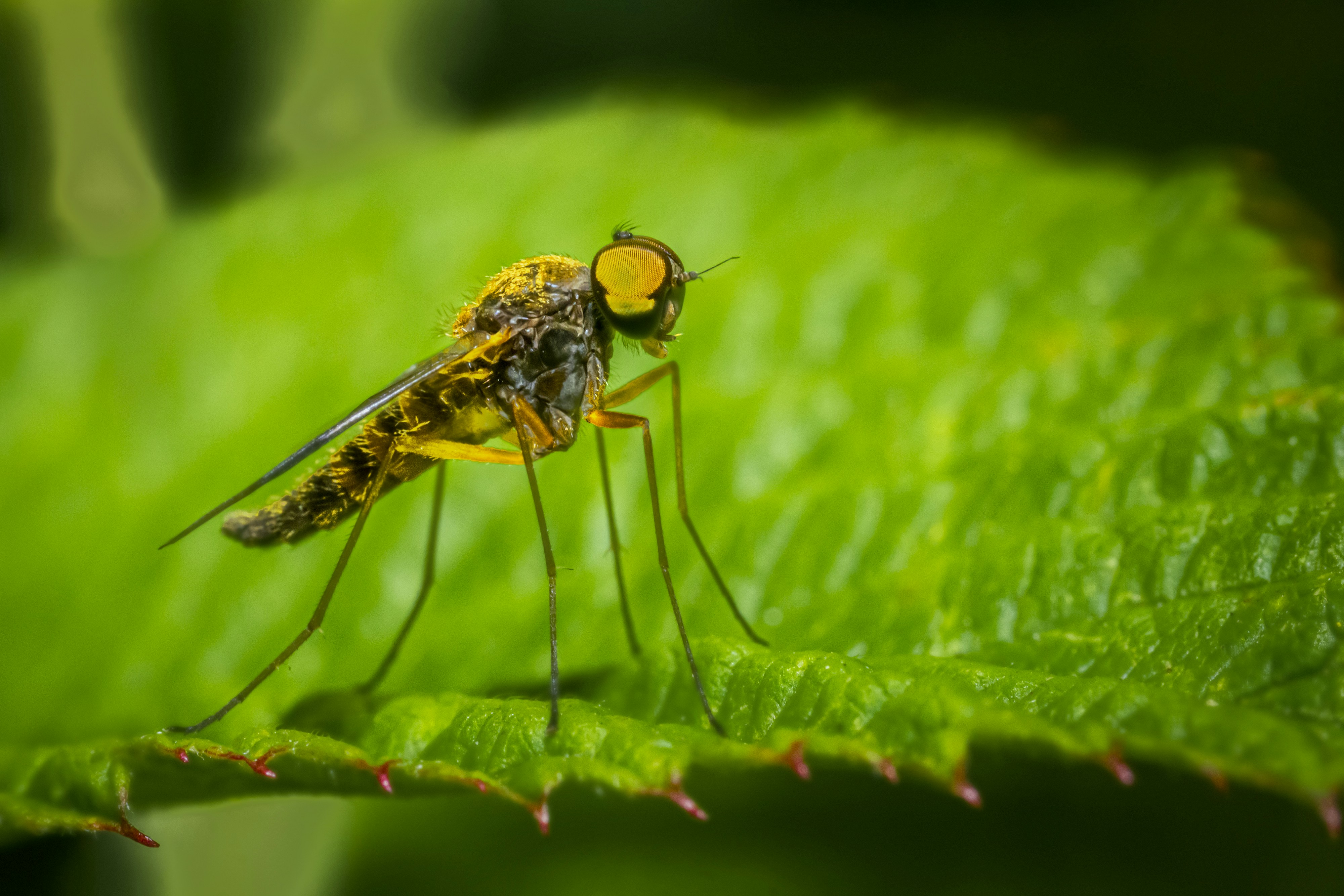 black and yellow fly on green leaf