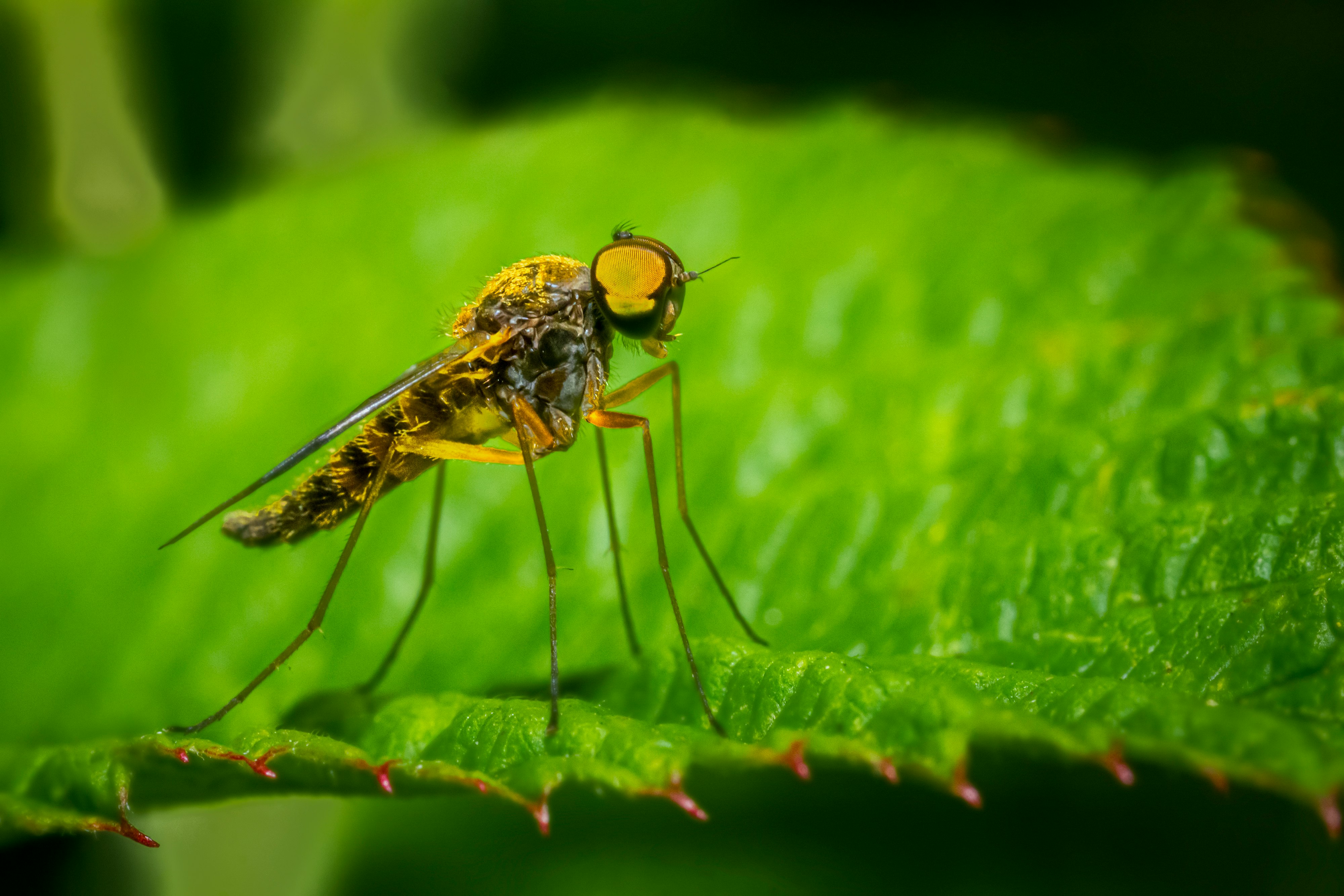 black and yellow fly on green leaf