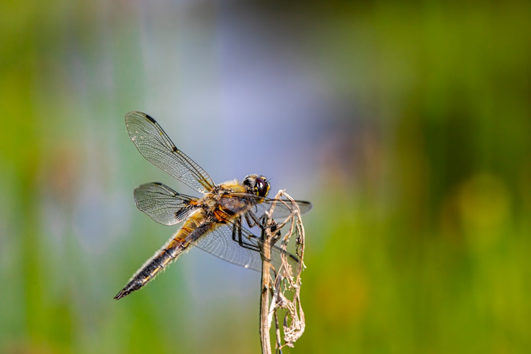 brown and black dragonfly perched on brown stem in close up photography during daytime