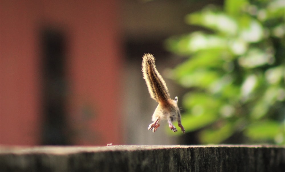 brown and black moth caterpillar on gray concrete wall during daytime