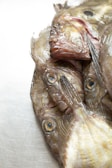 Several raw fish are laid on a flat surface, their scales glistening under the light. The fish have a wet, slimy texture and fresh appearance with prominent eyes and gills visible.