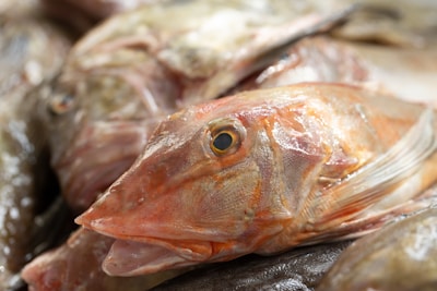A close-up view of a fish with a prominent eye and scales. The fish appears to be resting on a pile of other fish, likely in a market or seafood processing area. The texture and coloration of the fish are clearly visible, with glistening and damp skin.