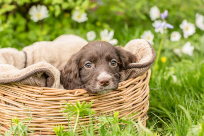 A playful puppy enjoying a sunny spot inside the pet basket store.