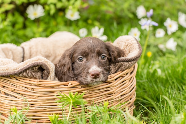 A small, fluffy brown puppy with a white snout is nestled comfortably in a wicker basket. The basket is lined with a soft, plush blanket. Surrounding the basket is a vibrant green grassy area dotted with small white and purple flowers, creating a warm and inviting springtime atmosphere.