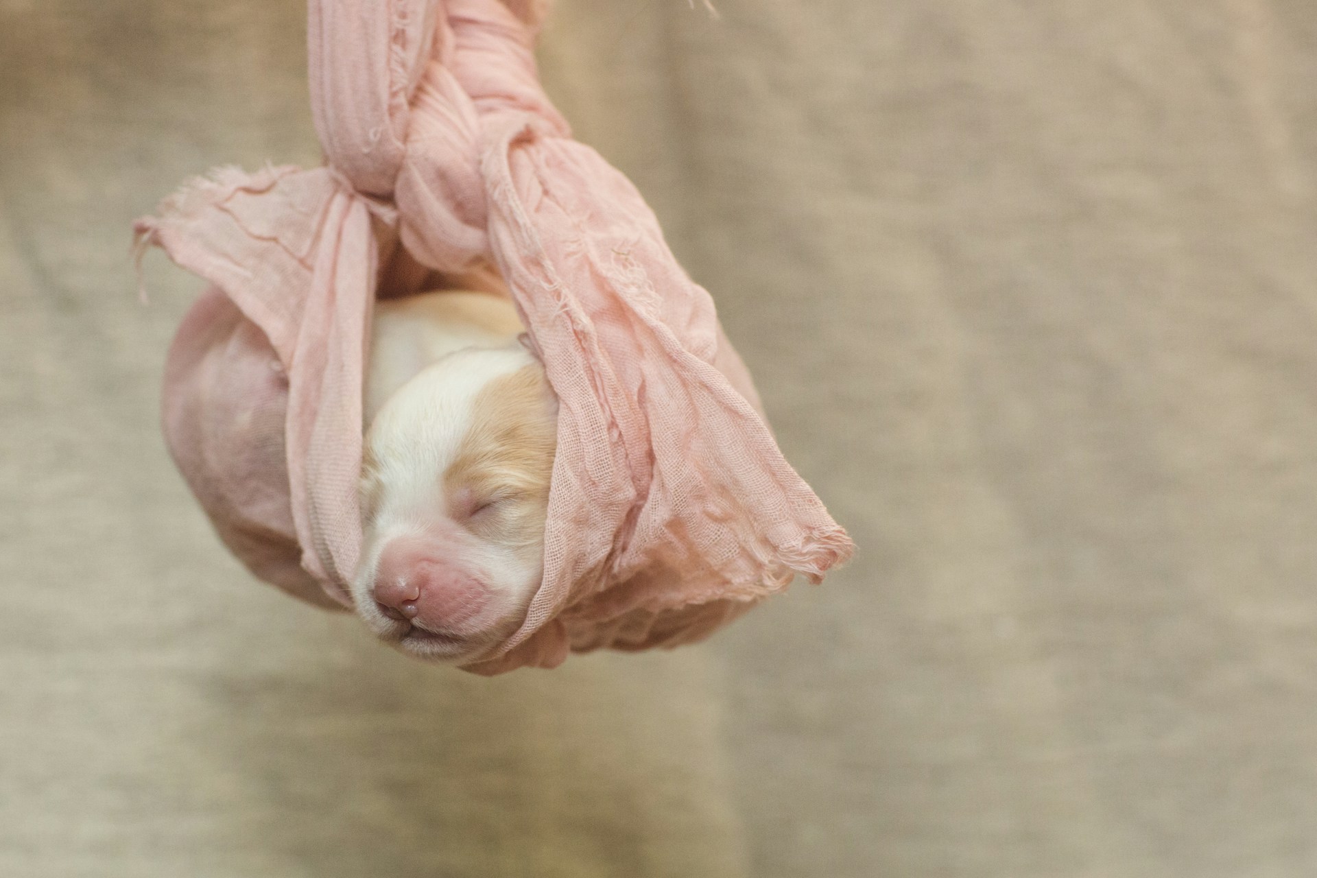brown short coated dog lying on white textile