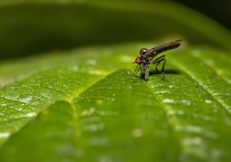 black fly perched on green leaf in close up photography