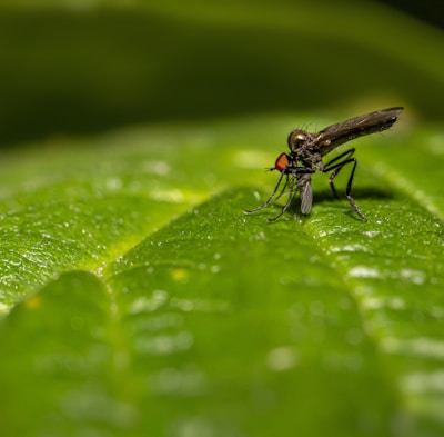 black fly perched on green leaf in close up photography