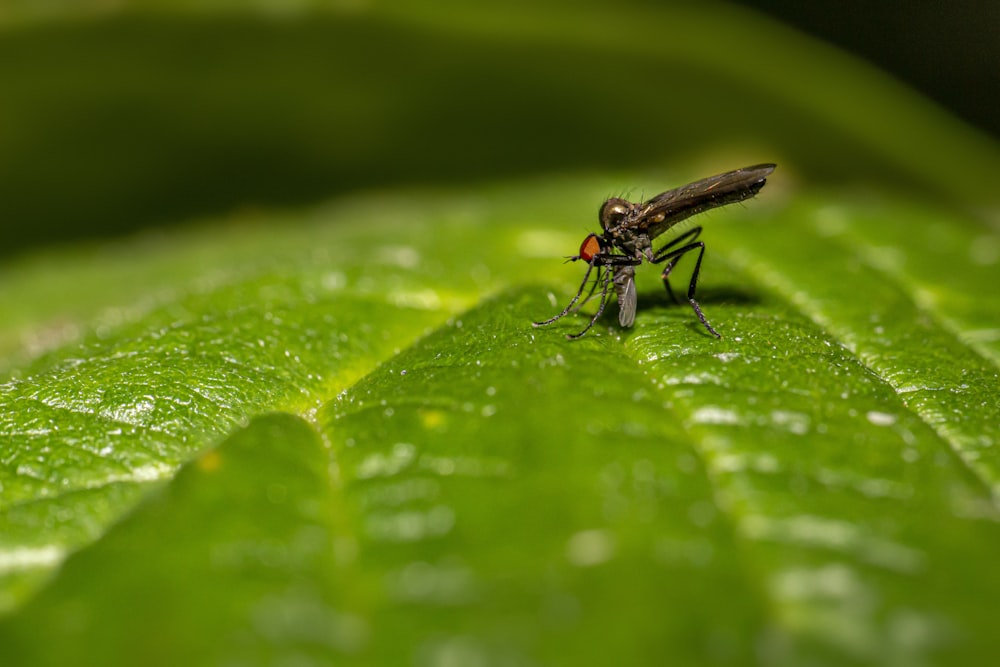 schwarze Fliege auf grünem Blatt in Nahaufnahmen