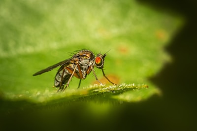 black fly perched on green leaf in close up photography during daytime