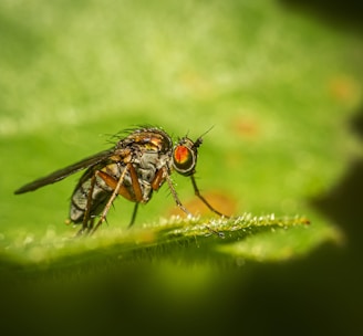 black fly perched on green leaf in close up photography during daytime