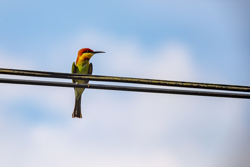 green and orange bird on brown stick during daytime