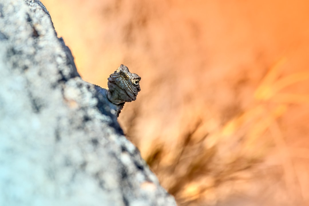 black and gray lizard on gray rock