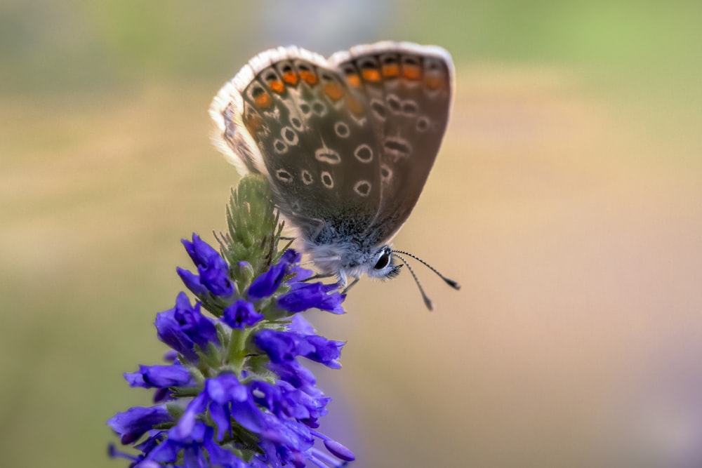 a butterfly sitting on top of a purple flower