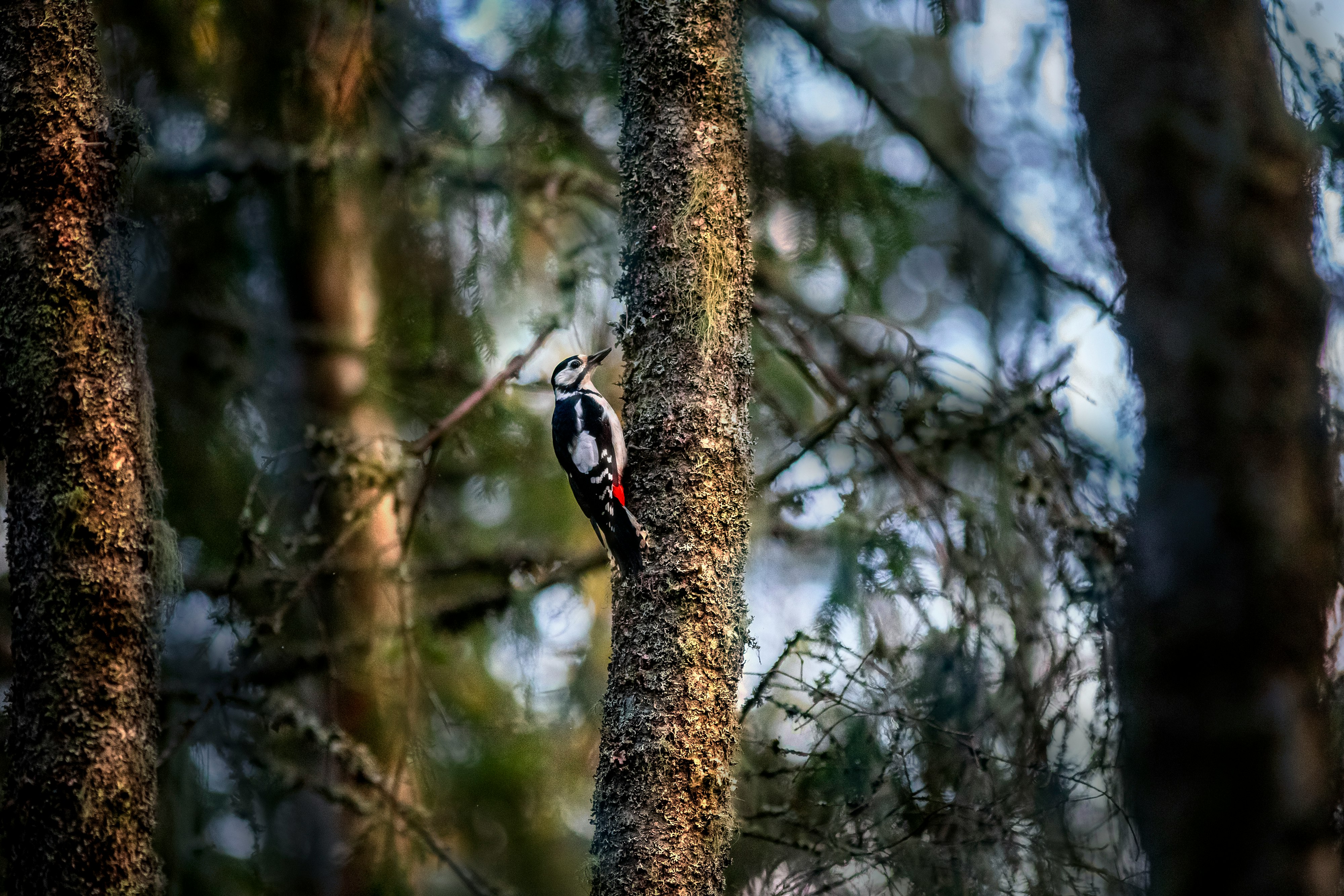 black and white bird on brown tree branch during daytime
