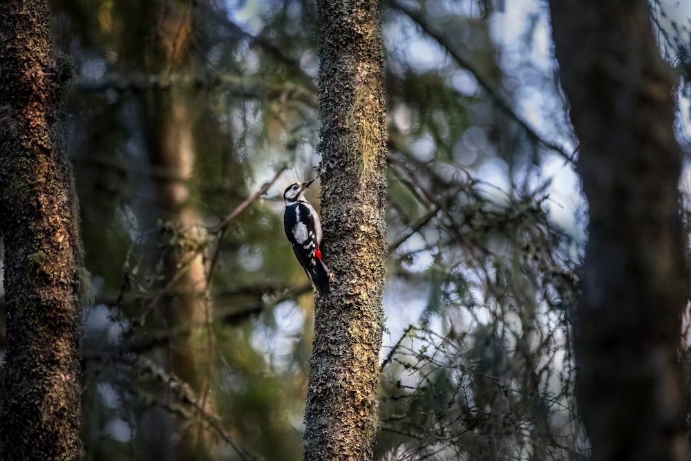낮 동안 갈색 나뭇가지에 있는 흑백 새
