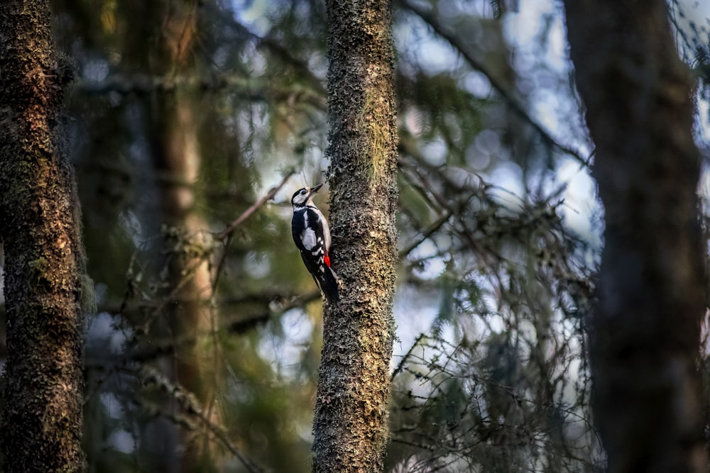 pájaro blanco y negro en la rama de un árbol marrón durante el día