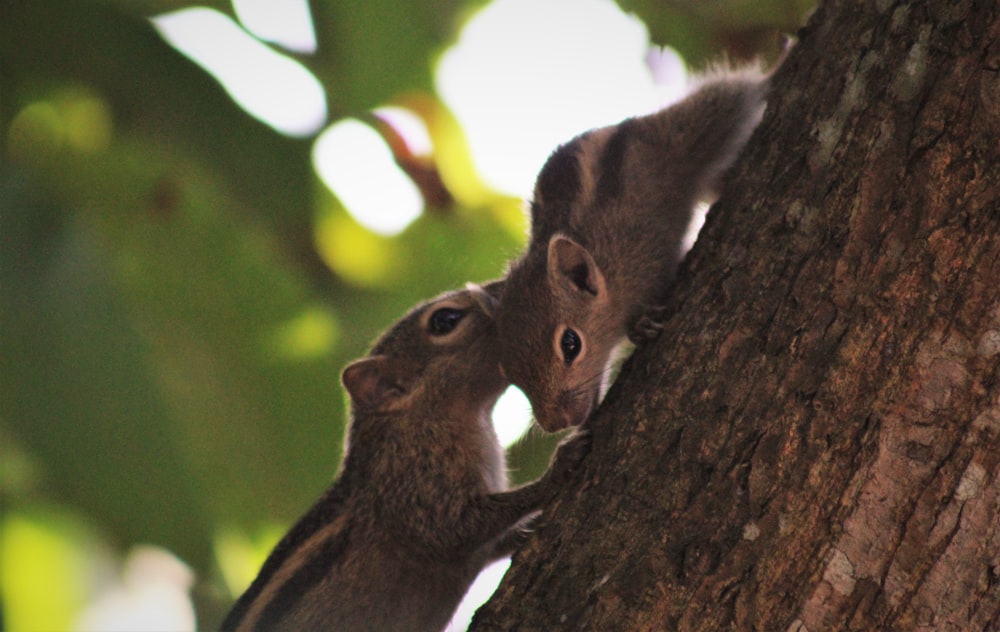 brown squirrel on brown tree