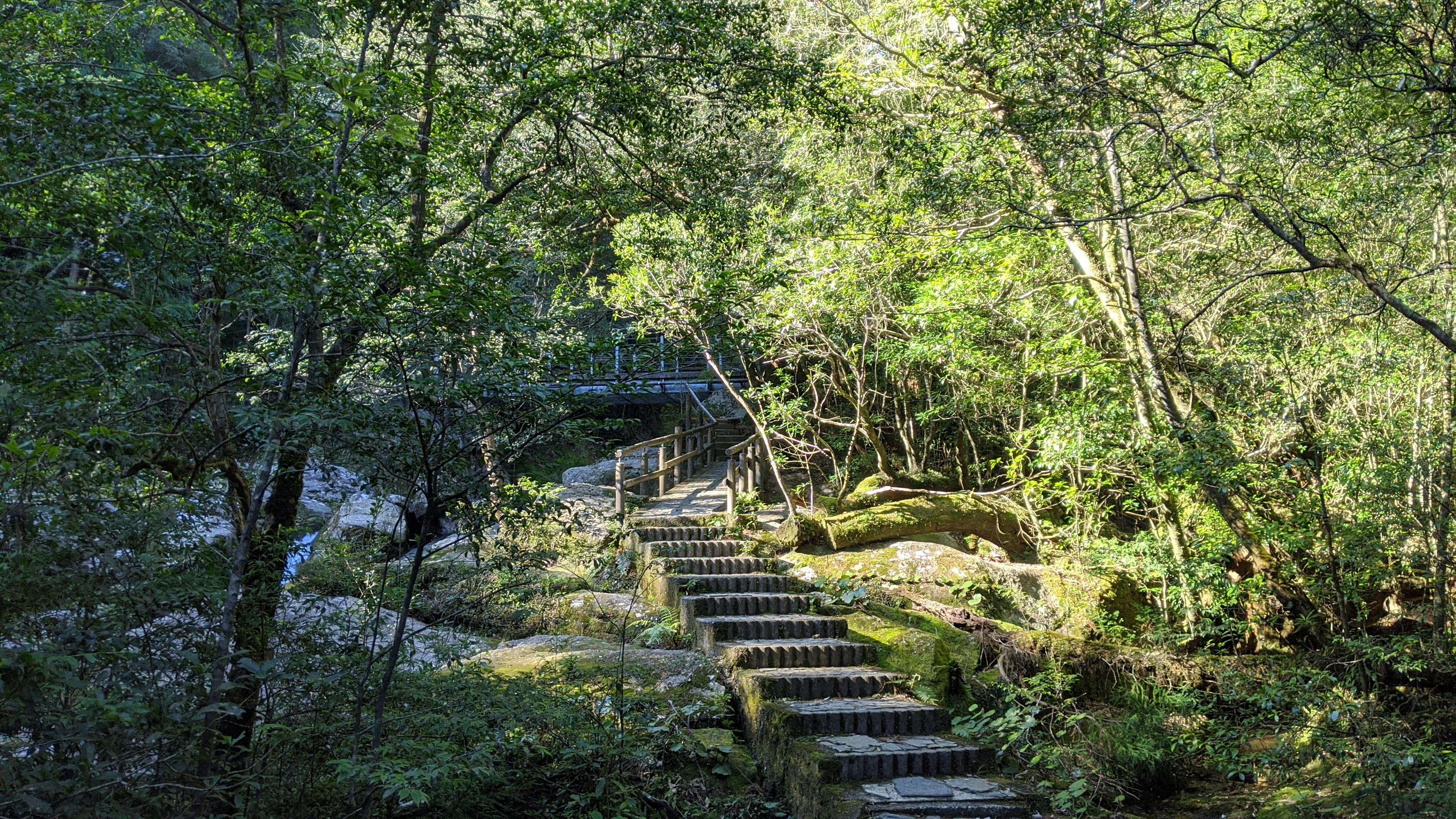 Yakushima forest bathing