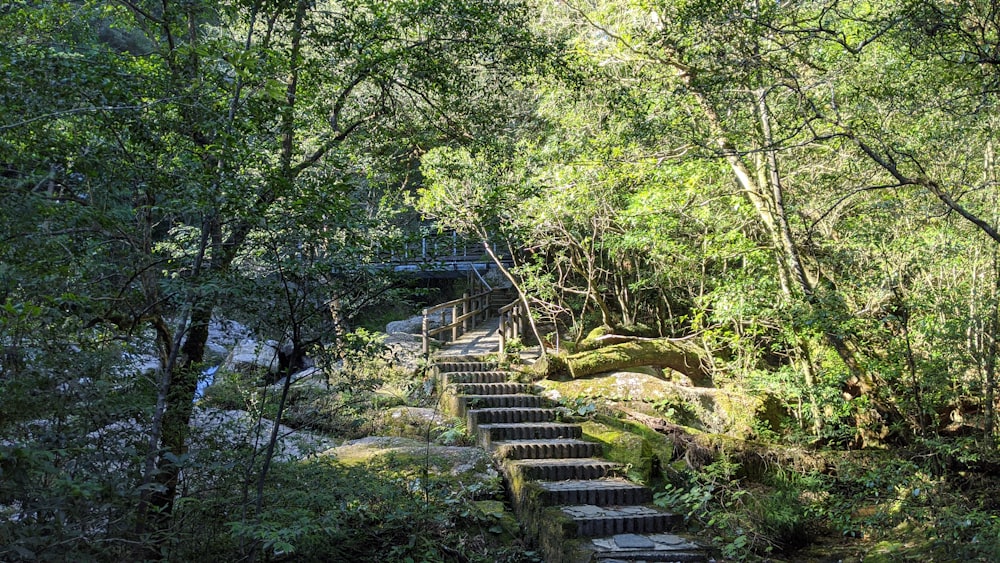 green trees near brown wooden bridge