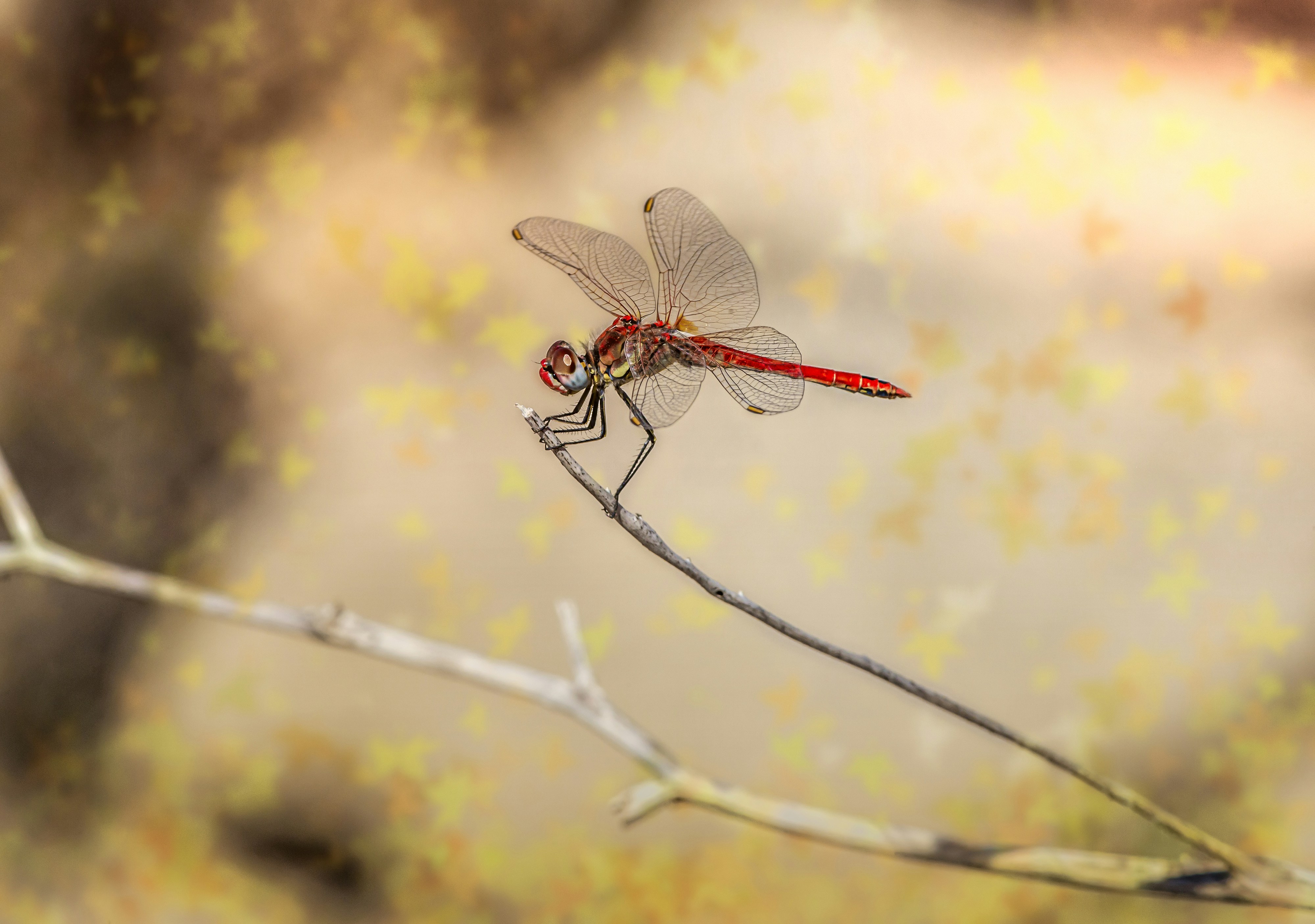 Red dragonfly perched on brown stem in close up photography during ...