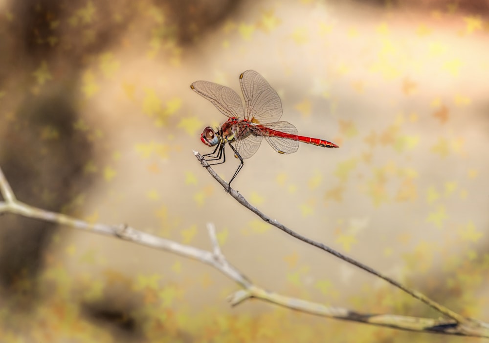 red dragonfly perched on brown stem in close up photography during daytime